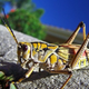 Illustration for article titled Shooting Challenge: Bugs Gallery (Part 5)